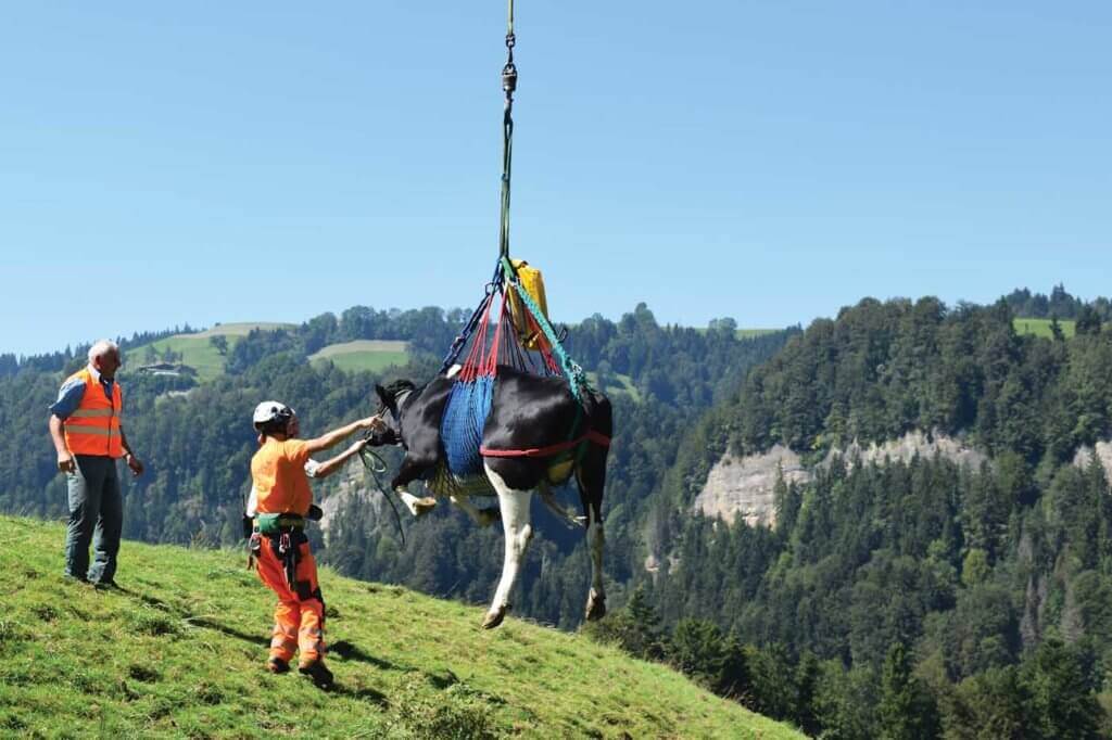 Marius Rosti, a crewmember at the Gsteigwiler base, ensures a cow is securely fastened as it begins a short flight to a farmhouse. Oliver Johnson Photo