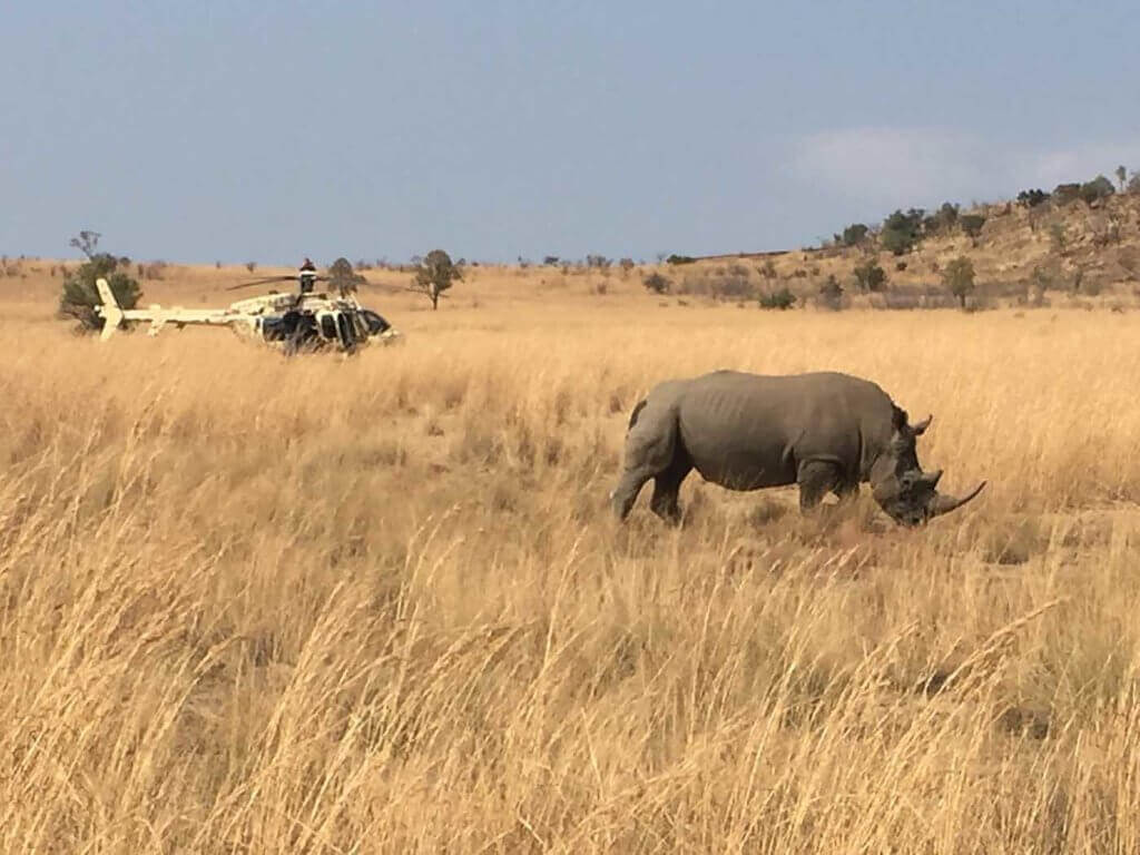 With the help of helicopter operators, Africa's rhino population may rebound from the poaching crisis. Rhino 911 Photo