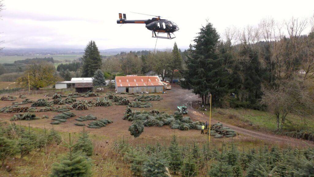 Tree growers have learned to appreciate the efficiency and ability of helicopters to keep processing costs down and production rates up by moving the trees directly to the handling and shipping facility.