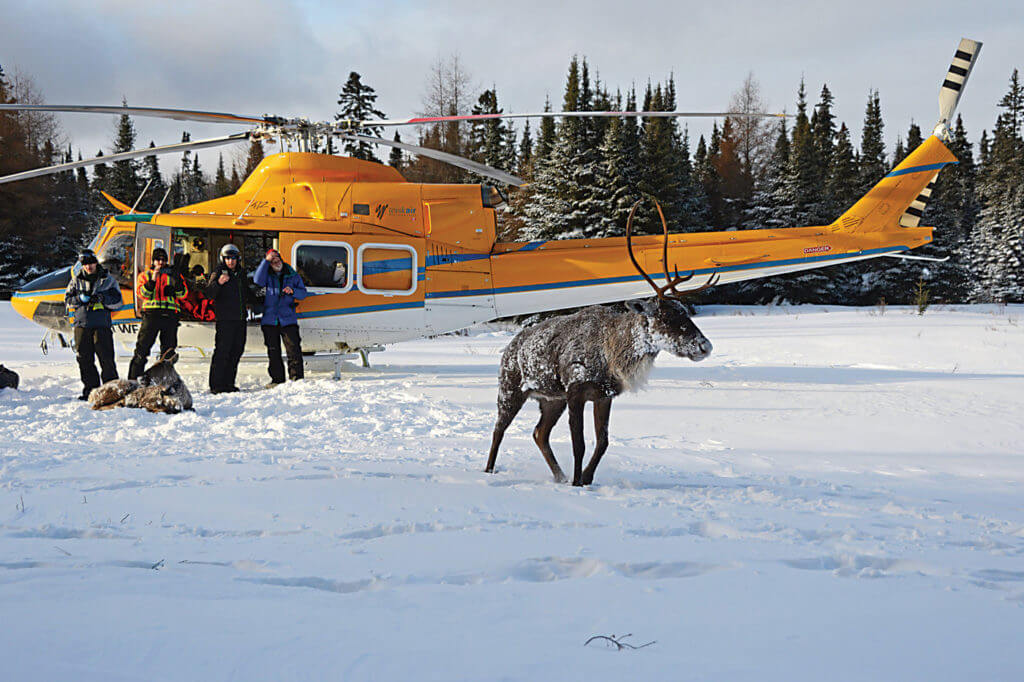 A caribou wanders in front of one of Wisk Air's Bell 412s during winter operations. Northern Ontario can present some extremely cold conditions for the operator. Wisk Air Helicopters Photo