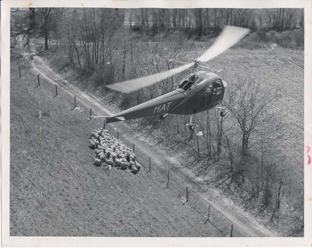 A HAT Bell 47B overflies a flock of sheep. The company was looking at all kinds of work for the helicopter in its early days, including herding sheep. Jeff Evans Collection Photo