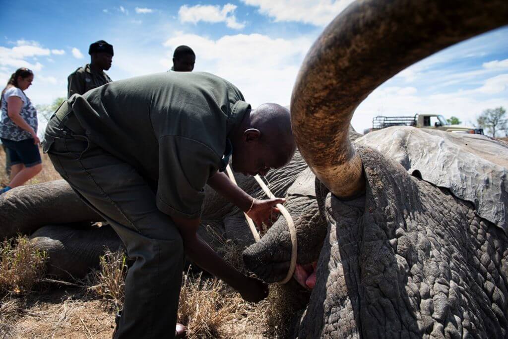 Researchers collect data from an elephant in Kruger National Park