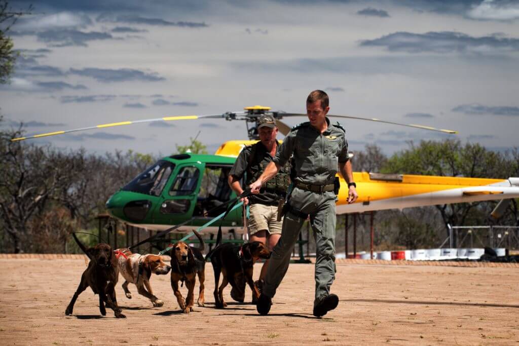 A SANParks helicopter pilot with K-9 assets