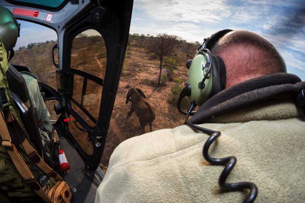 Veterinarian Peter Buss darts an elephant from a SANParks helicopter