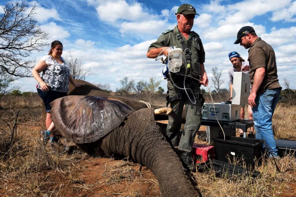 SANParks researchers on ground with elephant in Kruger National Park