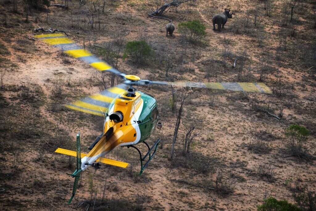 A SANParks H125 helicopter watches two rhinos in Kruger National Park